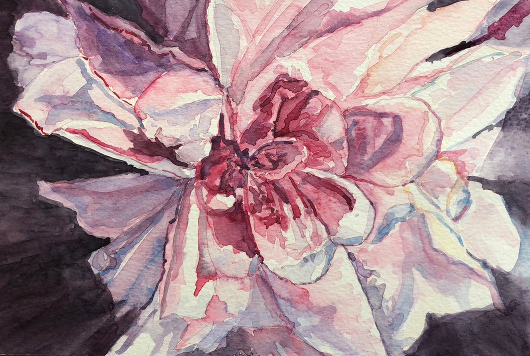 Peony in Pink, 2020