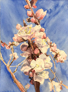 Cherry Blossoms, 2020